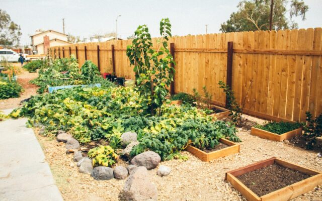 Green garden plants by a wooden fence