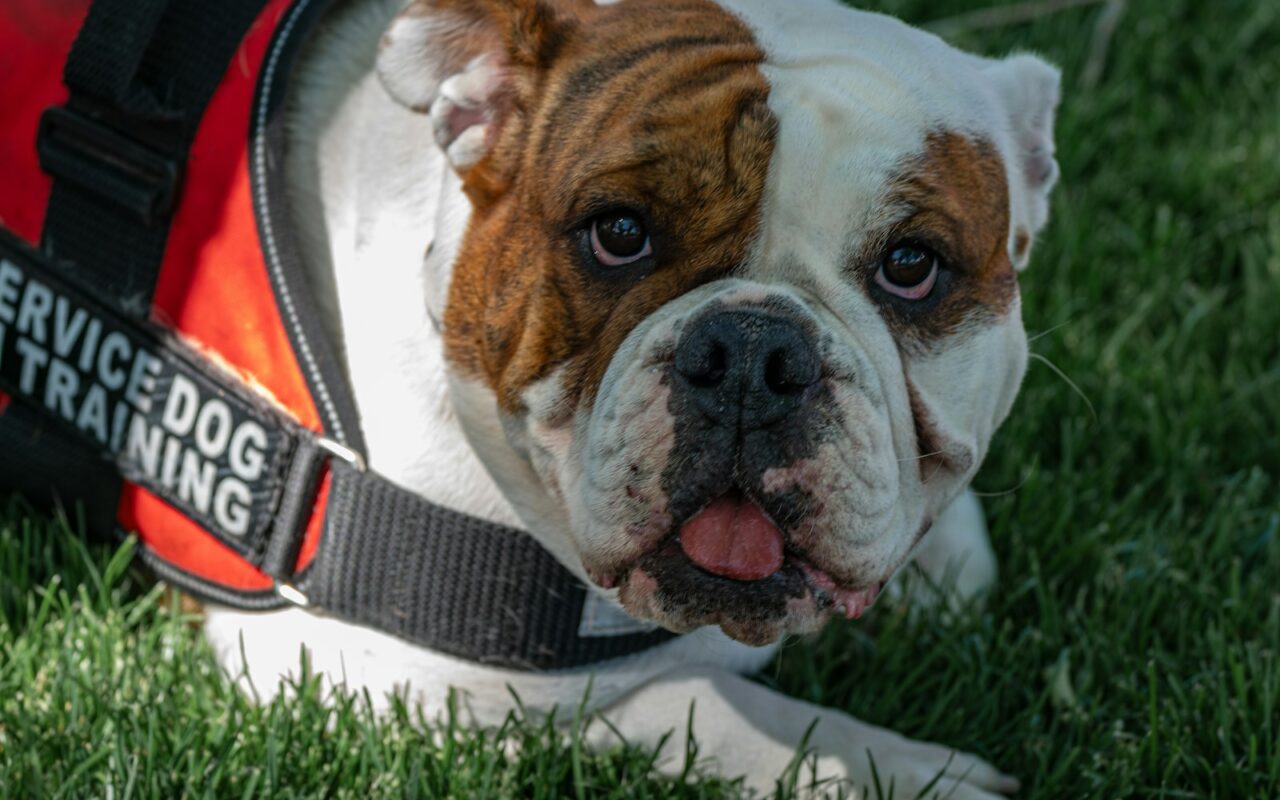 Dog wearing a service dog training vest