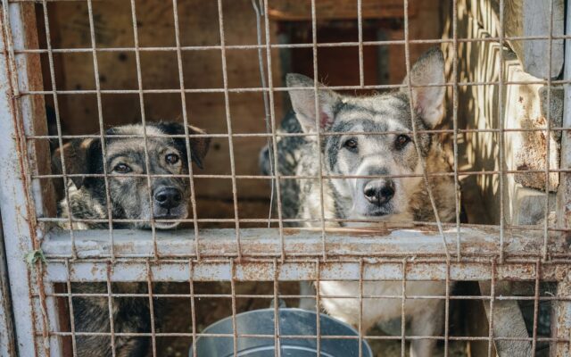 Two shelter dogs waiting for adoption